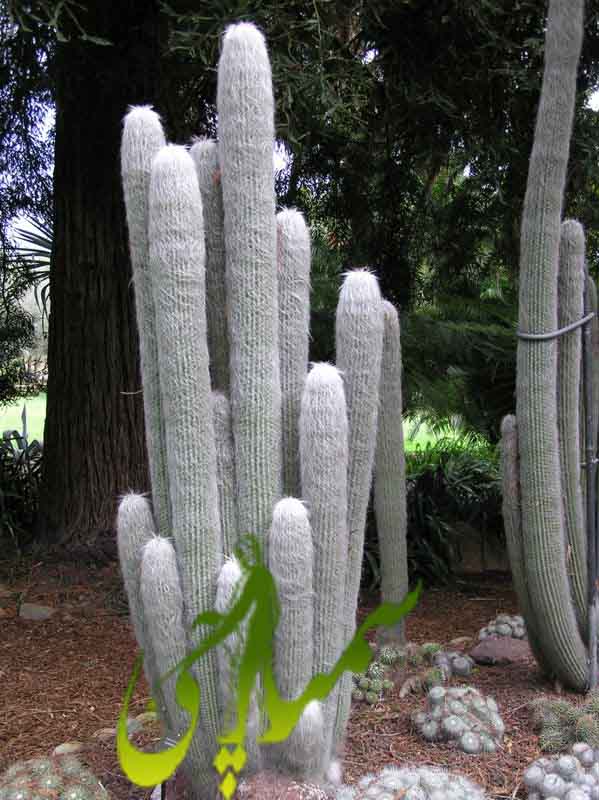 سرئوس پیرمرد (Cephalocereus senilis)